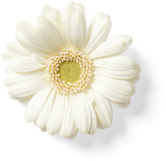 Decorative flower